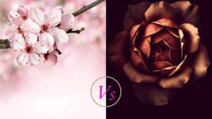 Is a pink pussy better than a dark pussy | Does vagina color matter? 6 a pink flower and a dark flower