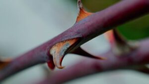 What did Paul mean by 'a thorn in my flesh' 4 What did Paul mean by a thorn in my flesh