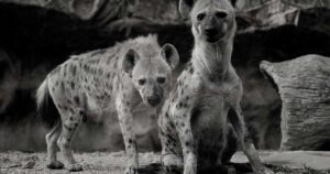 12 Biblical Meaning of Dreaming of a Hyena 3 Biblical Meaning of Dreaming of a Hyena