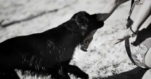 Biblical Meaning of Being Bitten by a Dog in a Dream 5 Biblical Meaning of Being Bitten by a Dog in a Dream
