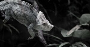 11 Biblical Meaning of Dreaming of a Chameleon 2 Biblical Meaning of Dreaming of a Chameleon