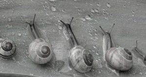 10 Biblical Meaning of Dreaming of a Snail 5 Biblical Meaning of Dreaming of a Snail
