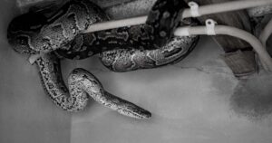 Dreaming of a Snake in Your House: 18 Biblical Meaning 6 Dreaming of a Snake in Your House Biblical Meaning
